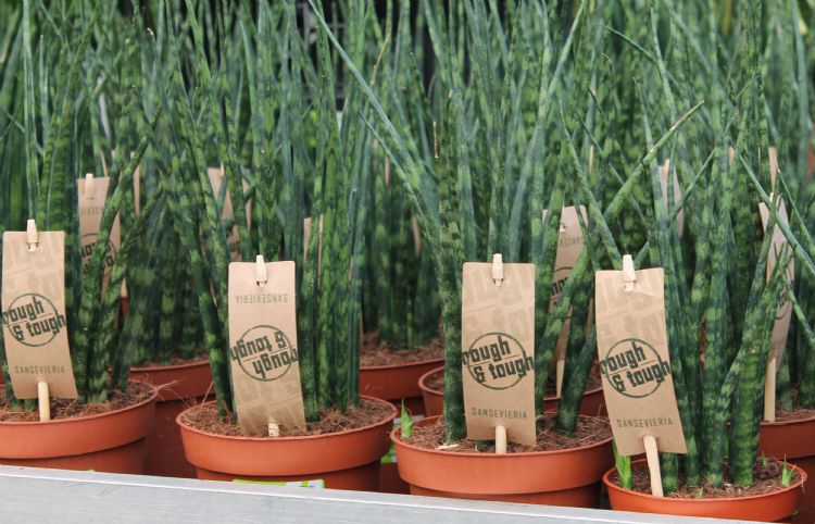 Bambini bamboe etikethouder Bambini bamboe etikethouder