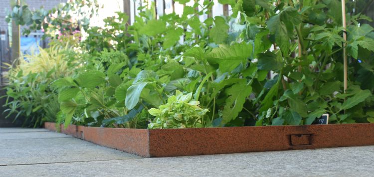 Mevoline cortenstalen randbegrenzing Mevoline cortenstalen randbegrenzing