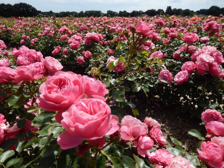 Leonardo da Vinci Roos Leonardo da Vinci Roos