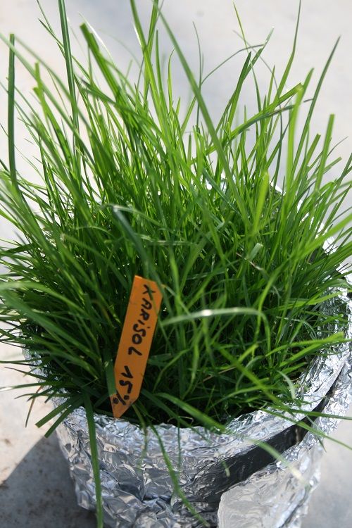 Potproef met Karisol Potproef met Karisol