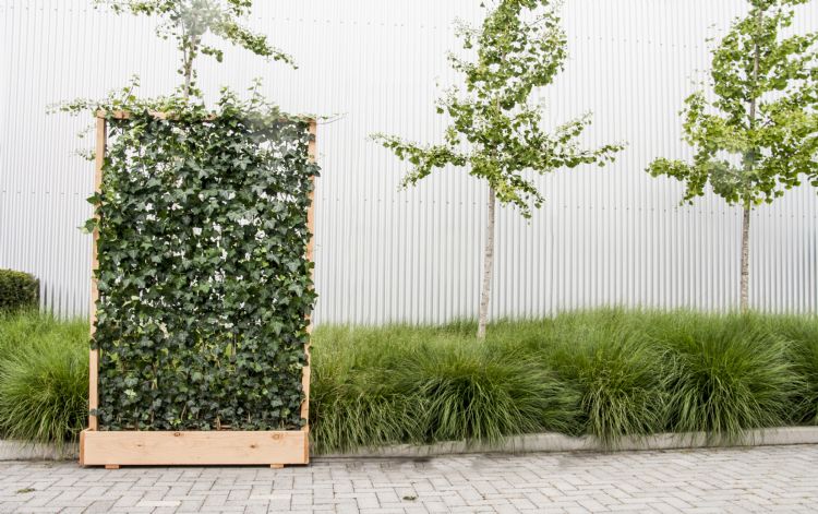 Een hek van hedera Een hek van hedera