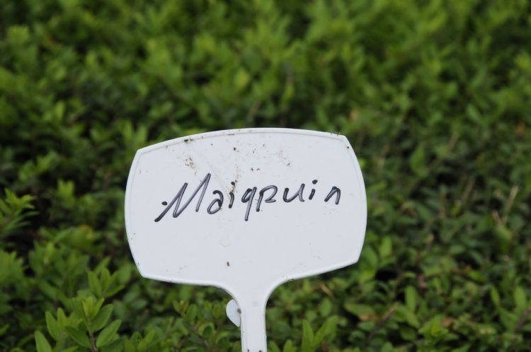 Struikkamperfoelie (<i>Lonicera nitida</i> 'Maigrün') Struikkamperfoelie (<i>Lonicera nitida</i> 'Maigrün')