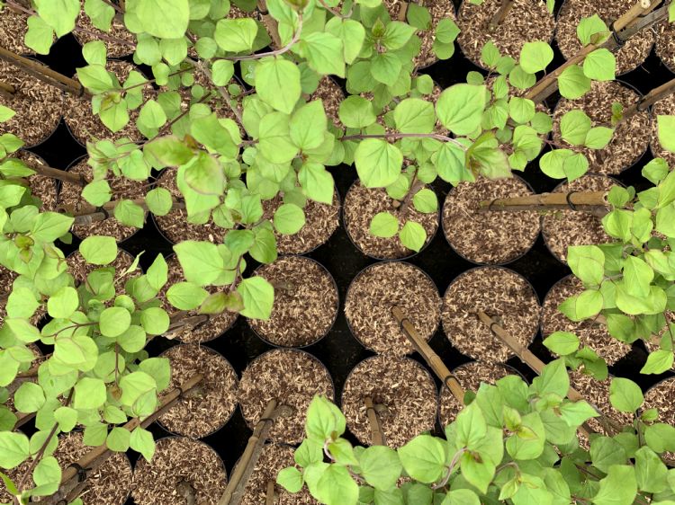 Minder verdamping in de pot met BVB TopClean Minder verdamping in de pot met BVB TopClean