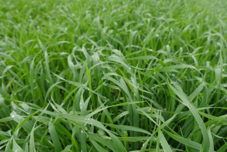 Japanse haver bestrijdt <i>Pratylenchus penetrans</i> Japanse haver bestrijdt <i>Pratylenchus penetrans</i>