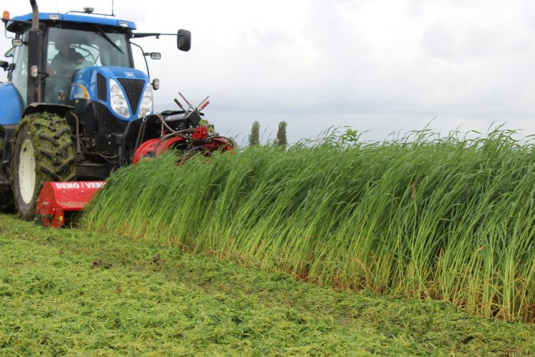 Silke Japanse haver is een veelgebruikte groenbemester in de boomkwekerij Silke Japanse haver is een veelgebruikte groenbemester in de boomkwekerij