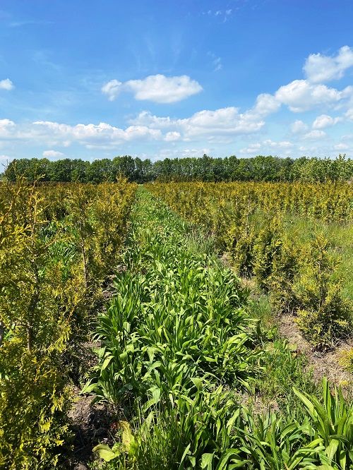 LG Graslandkruiden tussen de coniferen van kwekerij Vreugdenhil in Eldersloo LG Graslandkruiden tussen de coniferen van kwekerij Vreugdenhil in Eldersloo