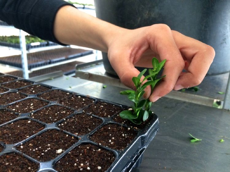 <i>Ilex crenata 'Luxus'</i> (pas gestekt). <i>Ilex crenata 'Luxus'</i> (pas gestekt).