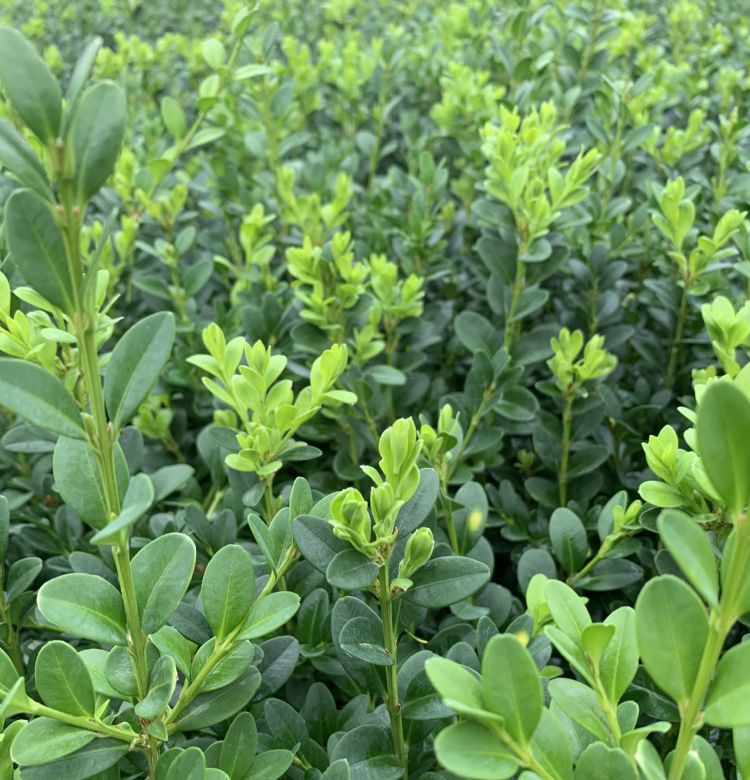 <i>Buxus 'Green Mountain'</i>. <i>Buxus 'Green Mountain'</i>.