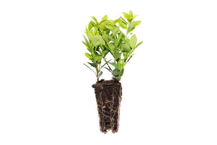 <i>Ilex crenata 'Caroline Upright'</i>. <i>Ilex crenata 'Caroline Upright'</i>.