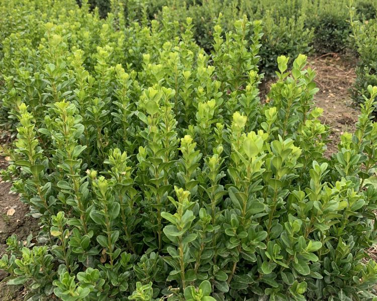 <i>Buxus sempervirens 'Select'</i>. <i>Buxus sempervirens 'Select'</i>.