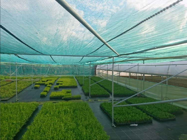 In 2017 bouwden Bollaart en Blom onder meer een foliekas van 1000 m2, een schaduwhal van 1500 m2 en een nieuwe teeltvloer met gesloten drainagesysteem. In 2017 bouwden Bollaart en Blom onder meer een foliekas van 1000 m2, een schaduwhal van 1500 m2 en een nieuwe teeltvloer met gesloten drainagesysteem.