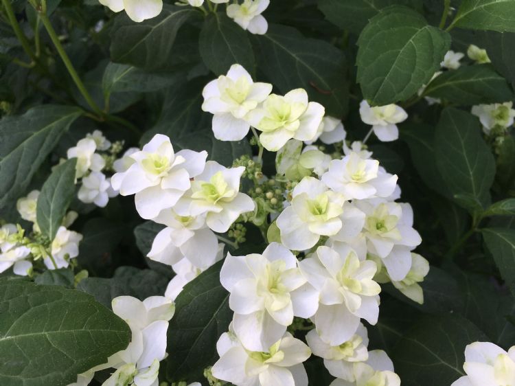 <i>Hydrangea serr.</i> 'HSOPR014' 'White on White' (pbr) <i>Hydrangea serr.</i> 'HSOPR014' 'White on White' (pbr)