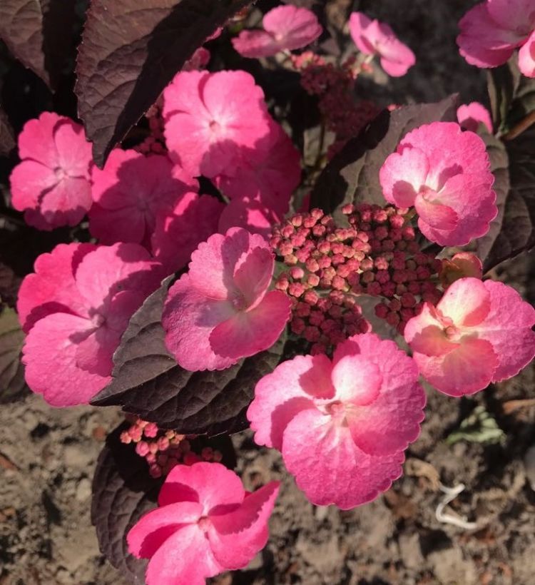 <i>Hydrangea serr.</i> 'JPD 01' (pbr) 'Daredevil' <i>Hydrangea serr.</i> 'JPD 01' (pbr) 'Daredevil'