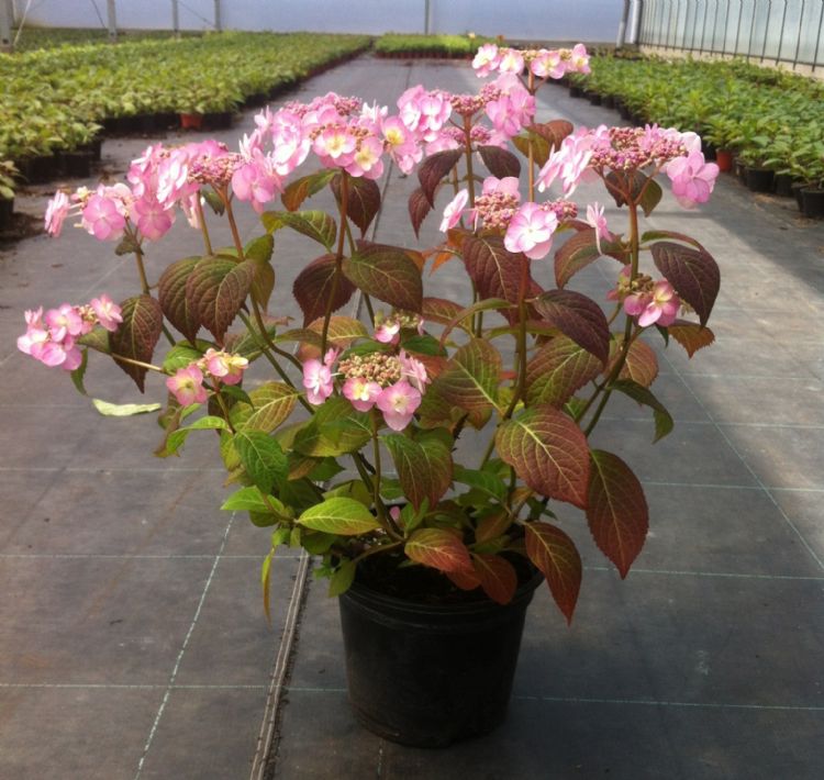 <i>Hydrangea serrata</i> 'HSOPR016' (pbr) 'Summer Glow' <i>Hydrangea serrata</i> 'HSOPR016' (pbr) 'Summer Glow'