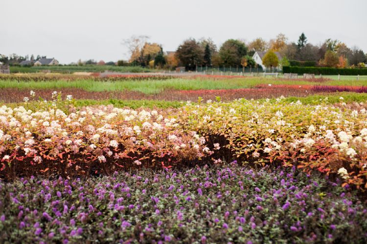 De afstemming luistert heel nauw als het gaat om de verschillende doseringen en mengsels. De afstemming luistert heel nauw als het gaat om de verschillende doseringen en mengsels.