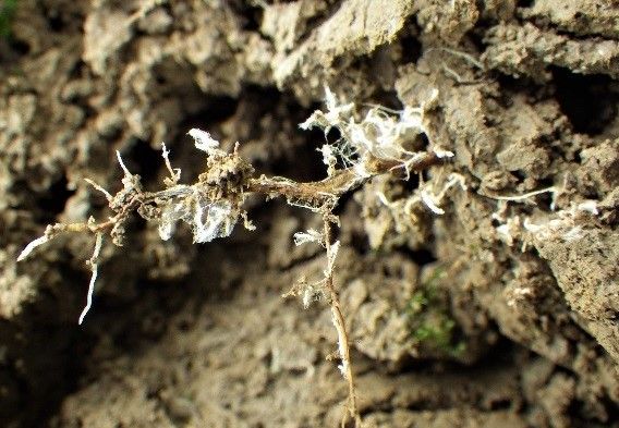 Wortels van zomereik in symbiose met ectomycorrhizaschimmels Wortels van zomereik in symbiose met ectomycorrhizaschimmels