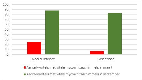 Fig. 2. Aantal wortels met vitale mycorrhizaschimmels rondom en in wortels van zuileiken op boomkwekerijen in Noord-Brabant en Gelderland in maart en september