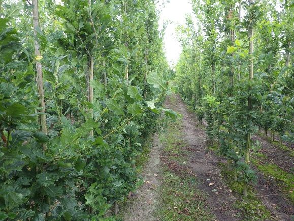 Behandelde zuileiken waren vitaler dan onbehandelde bomen op de boomkwekerij in Noord-Brabant.