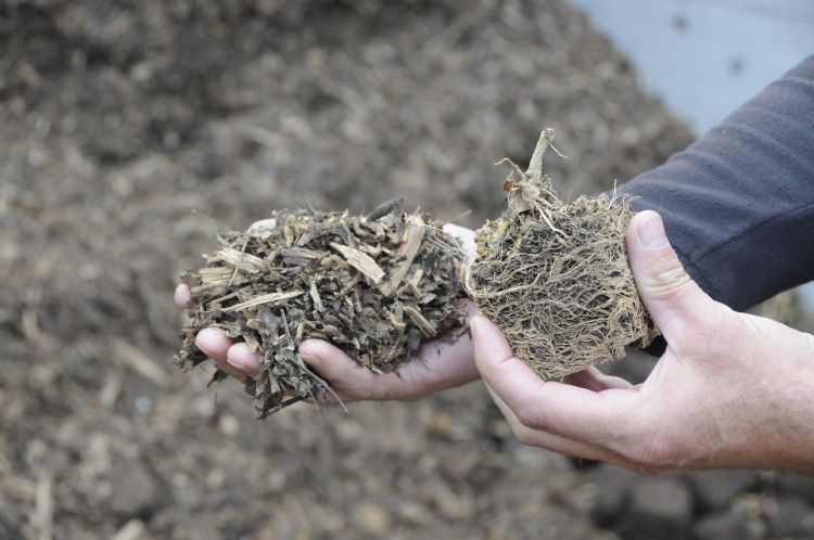 Biomassacentrale. De kassen worden gestookt met een eigen biomassacentrale. Die loopt allereerst op oud substraat, maar ook op afgekeurde planten. Die worden dan gemengd met houtsnippers. Biomassacentrale. De kassen worden gestookt met een eigen biomassacentrale. Die loopt allereerst op oud substraat, maar ook op afgekeurde planten. Die worden dan gemengd met houtsnippers.
