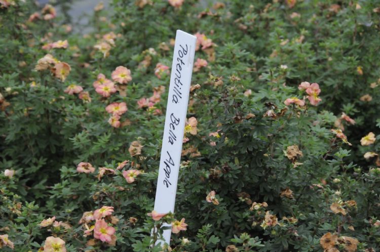 <i>Potentilla fruticosa</i> 'Bella Apple' <i>Potentilla fruticosa</i> 'Bella Apple'