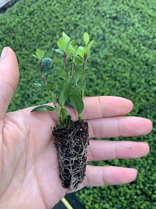 Actieve wortelgroei Actieve wortelgroei