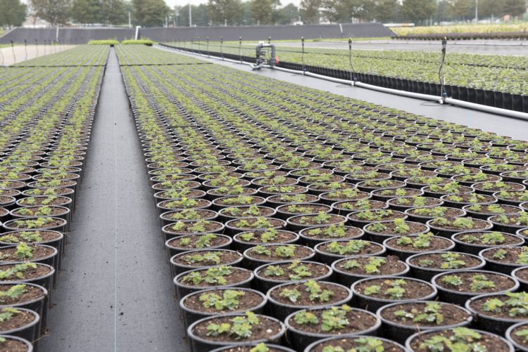 Een mooi, vitaal en uniform gewas Een mooi, vitaal en uniform gewas