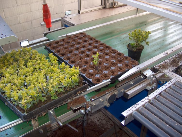 Meermalige trays zijn gemaakt van dikker materiaal dan eenmalige en daarmee vormvaster: een voordeel bij machinaal verpotten Meermalige trays zijn gemaakt van dikker materiaal dan eenmalige en daarmee vormvaster: een voordeel bij machinaal verpotten