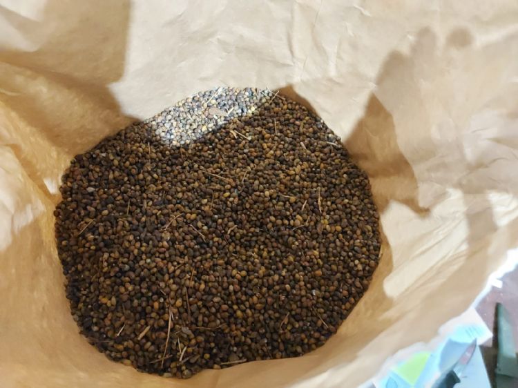 Zaad van Taxus Zaad van Taxus