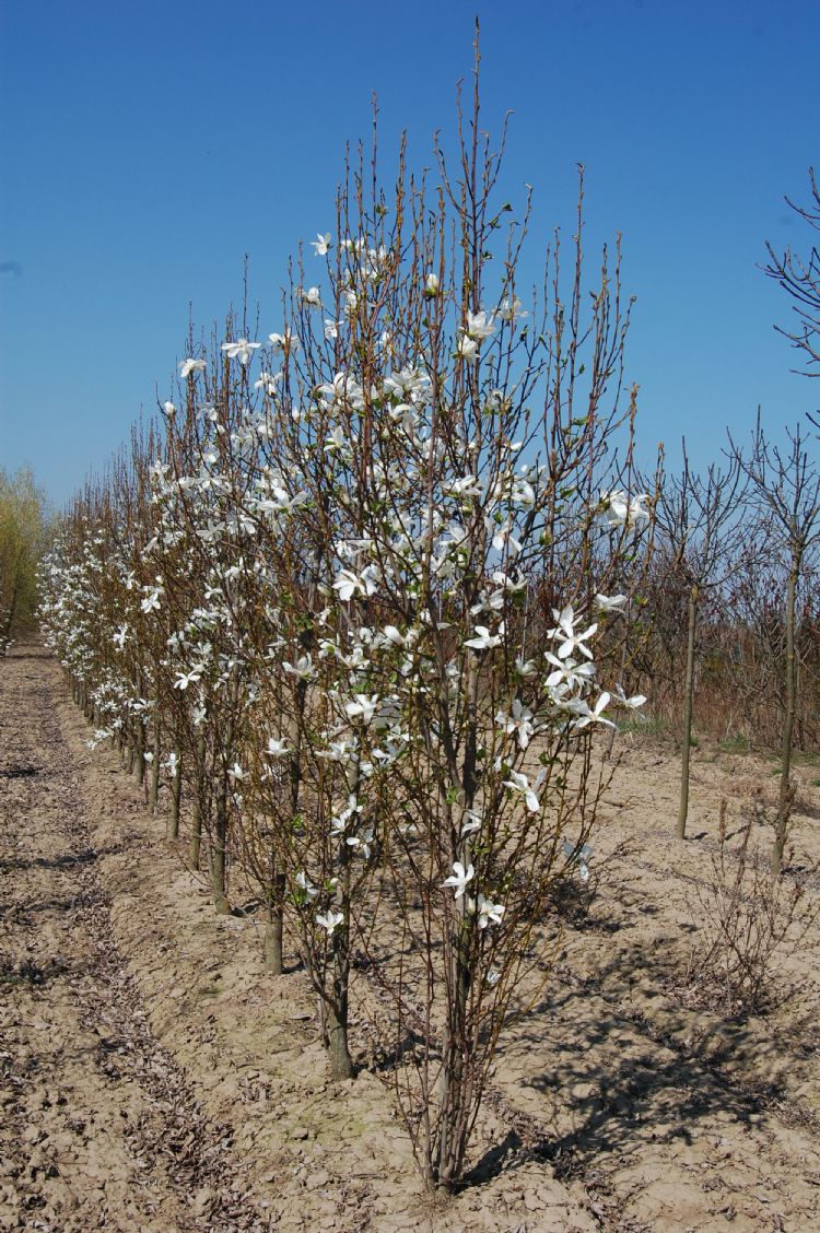 Magnolia kobus 'Maráczi'
