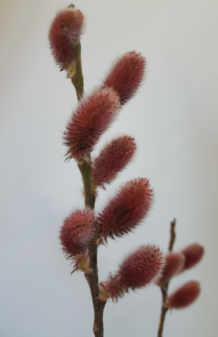 Salix met rode katjes van Salixkwekerij bontekoe Salix met rode katjes van Salixkwekerij bontekoe