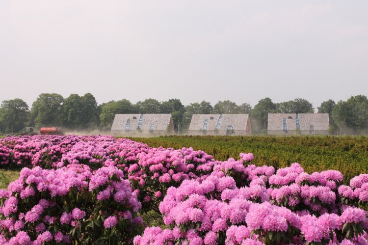 Groter formaat rododendrons (50 tot 120 centimeter) bij Handelskwekerij De Buurte Groter formaat rododendrons (50 tot 120 centimeter) bij Handelskwekerij De Buurte