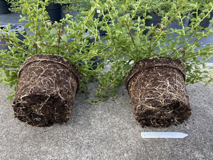 Ceanothus. Links onbehandeld, rechts behandeld met mycorrhiza Ceanothus. Links onbehandeld, rechts behandeld met mycorrhiza