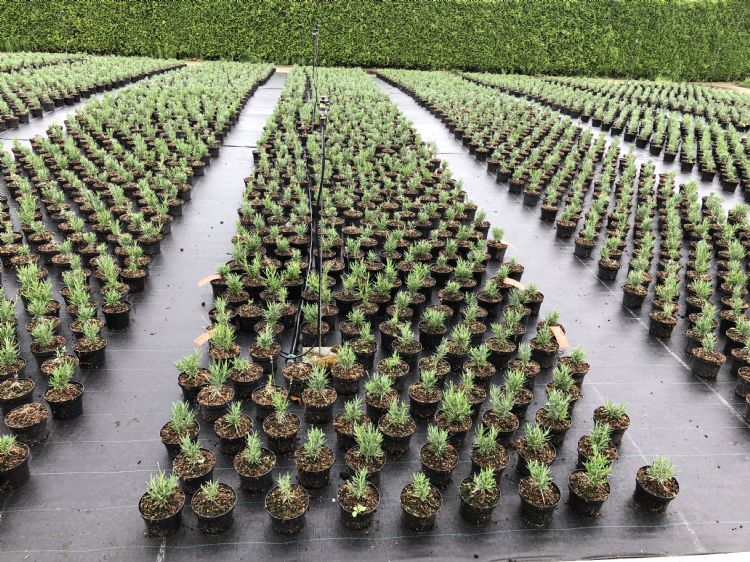 Lavendel, met Biovin in de potgrond doorgemengd. Er is een sterke reductie van de uitval Lavendel, met Biovin in de potgrond doorgemengd. Er is een sterke reductie van de uitval