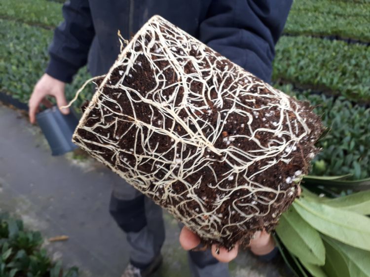 De potgrond moet voldoen aan het minimale vereiste van 15 procent lucht De potgrond moet voldoen aan het minimale vereiste van 15 procent lucht