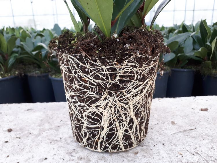 De grondstoffen en de fijnheid van de potgrond bepalen de grootte van de poriën De grondstoffen en de fijnheid van de potgrond bepalen de grootte van de poriën