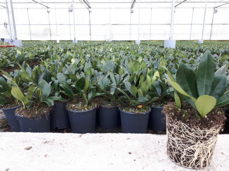 Afhankelijk van de soort teelt is er behoefte aan meer of minder stabiele potgrond Afhankelijk van de soort teelt is er behoefte aan meer of minder stabiele potgrond