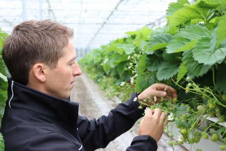 Aardbeienteler. Foto: CLTV Zundert