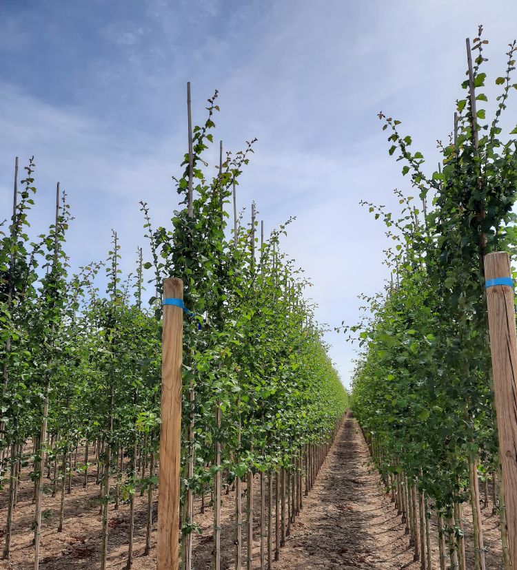 <i>Crataegus</i> 'Paul's Scarlet' (G&M) <i>Crataegus</i> 'Paul's Scarlet' (G&M)