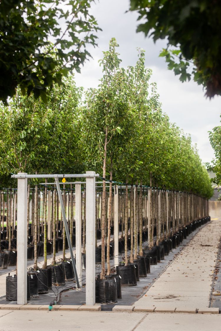 Gebroeders Van Eldik exporteren vooral naar Oost-Europa Gebroeders Van Eldik exporteren vooral naar Oost-Europa