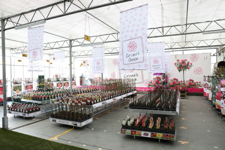 Rozen van Arie Bouman Kwekerij, sinds 2011 MPS-gecertificeerd Rozen van Arie Bouman Kwekerij, sinds 2011 MPS-gecertificeerd