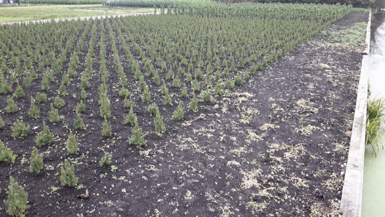 Op de foto is te zien hoe het hete water het onkruid doodt Op de foto is te zien hoe het hete water het onkruid doodt