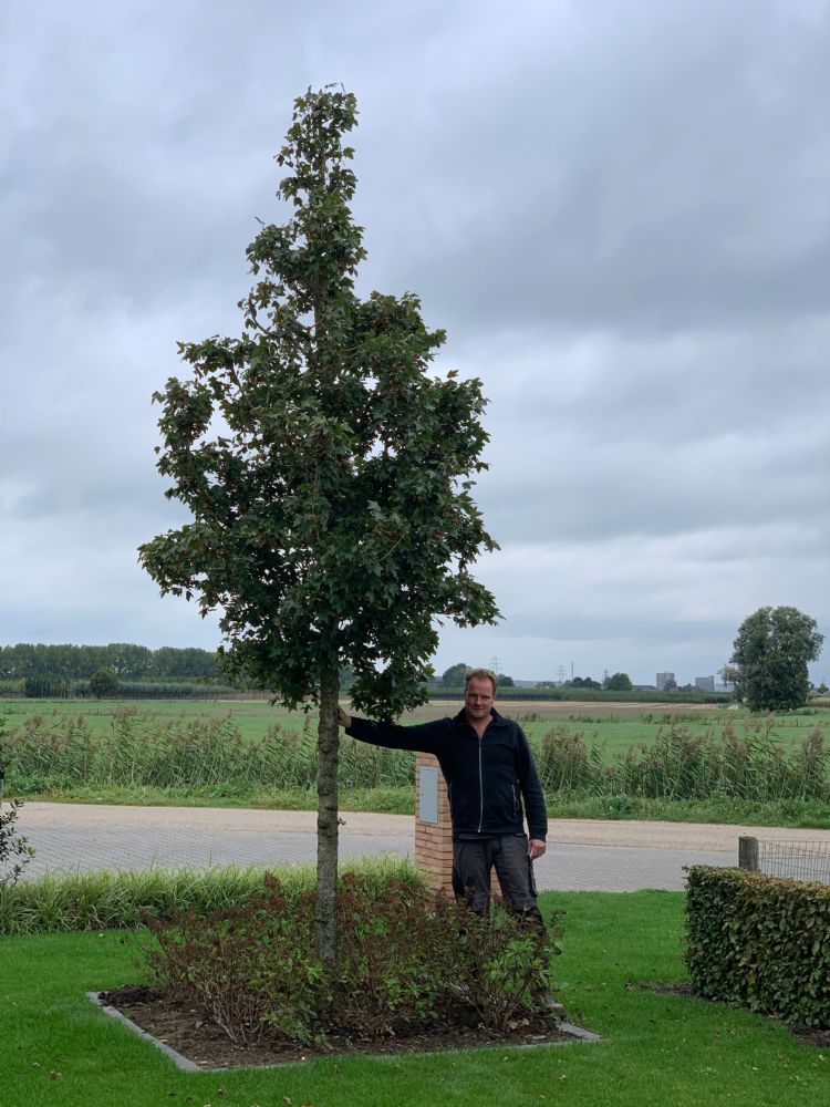 Moederboom Moederboom