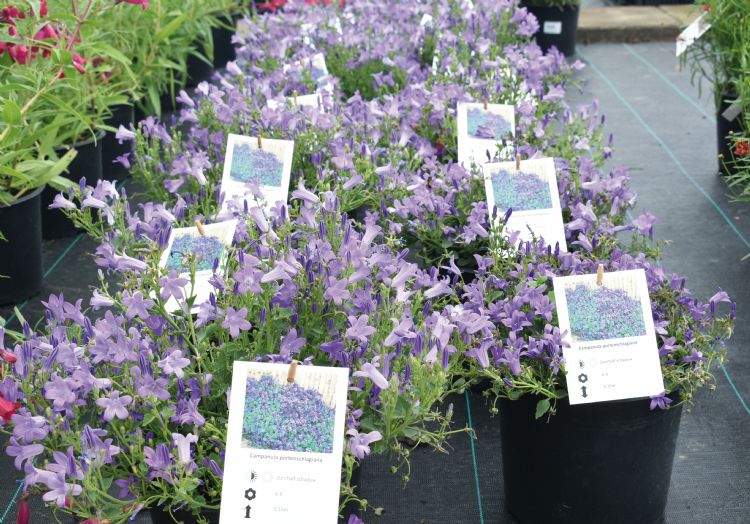 Bambini in Campanula Bambini in Campanula