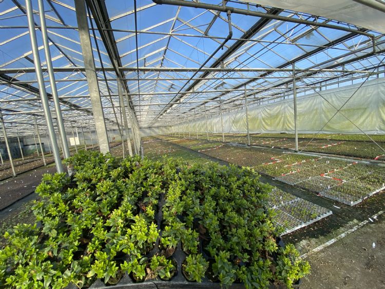 Plantmateriaal Plantmateriaal