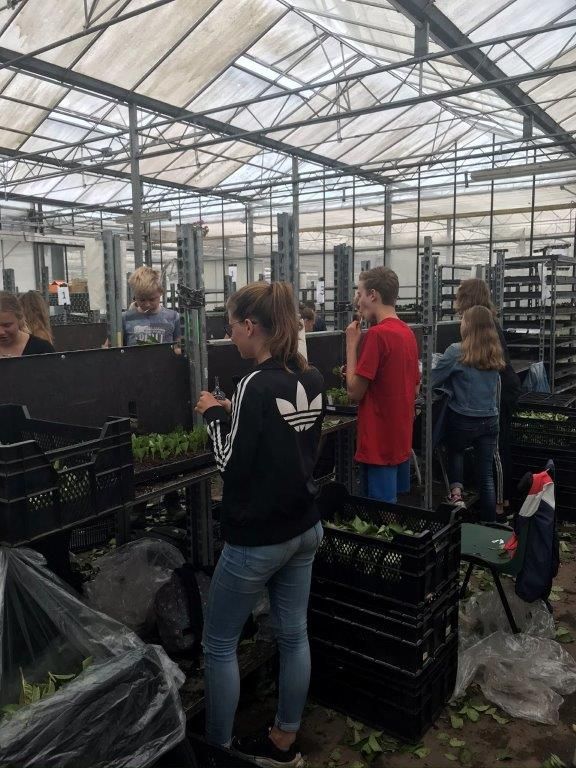 Scholieren aan het werk in de ruimte waar de stekken gemaakt worden Scholieren aan het werk in de ruimte waar de stekken gemaakt worden