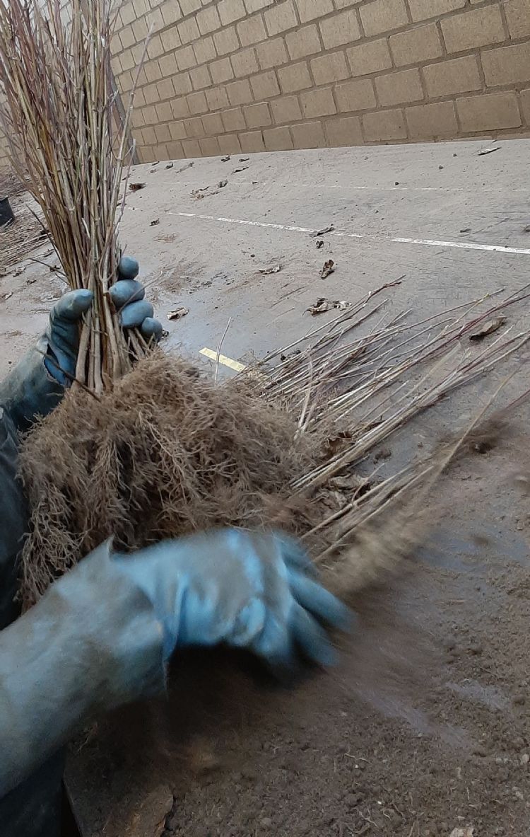 Cornus kousa chinensis Cornus kousa chinensis