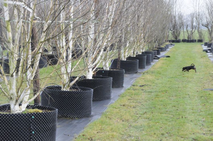 Boom de Kwekerij Boom de Kwekerij