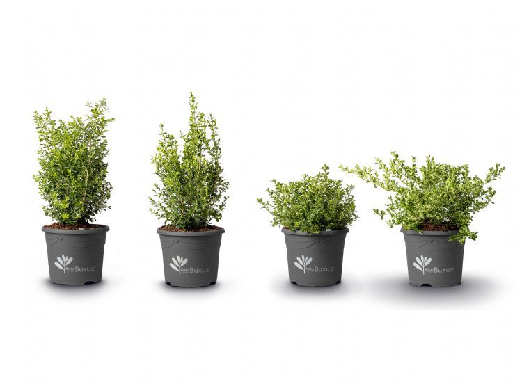 De vier schimmelresistente cultivars van Herplant: Better Buxus De vier schimmelresistente cultivars van Herplant: Better Buxus