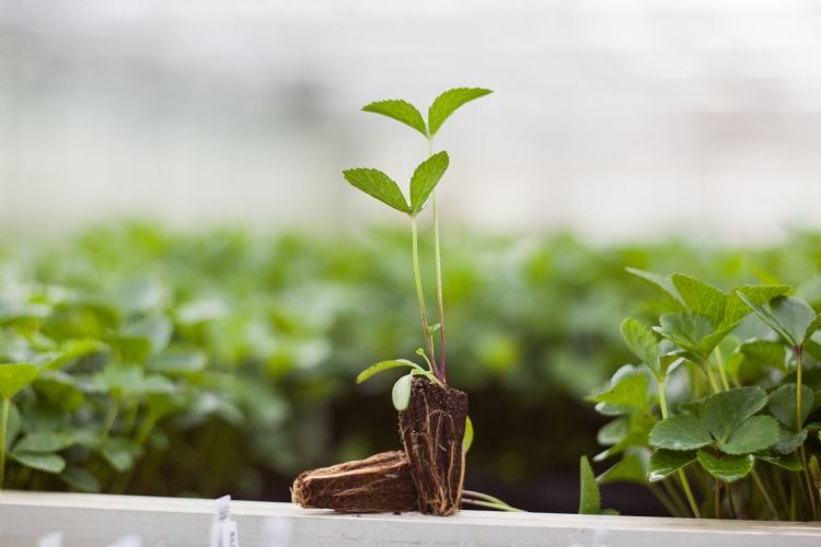 Met de Preforma-plug is de beworteling van de plantjes is uitstekend Met de Preforma-plug is de beworteling van de plantjes is uitstekend