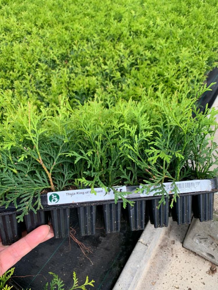 Thuja 'King of Brabant' Thuja 'King of Brabant'